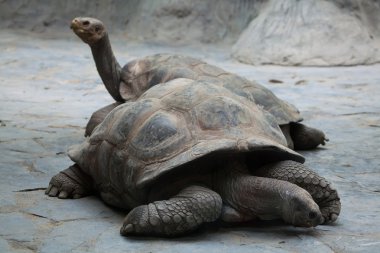 Santa Cruz Galapagos giant tortoises clipart