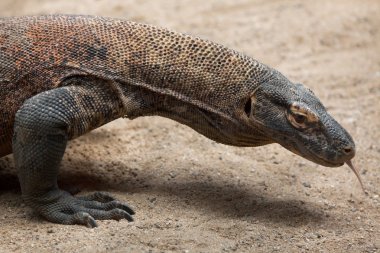 Komodo ejderhası (Varanus komodoensis)