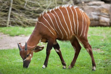 Eastern mountain bongo  clipart