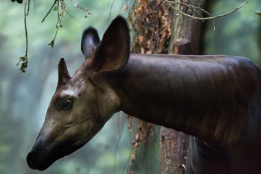 Okapi (Okapia johnstoni)