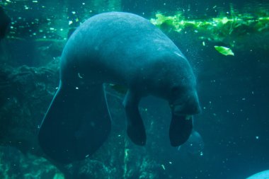 Antiller manatee (Trichechus manatus)