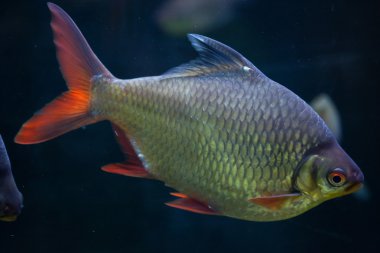 Folyo barb (Barbonymus schwanenfeldii)