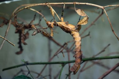 Giant prickly stick insect clipart