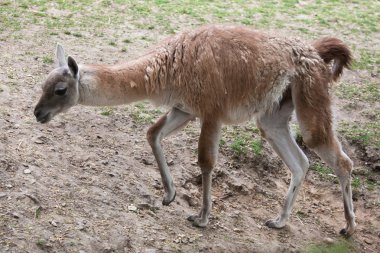 çok (lama guanicoe)