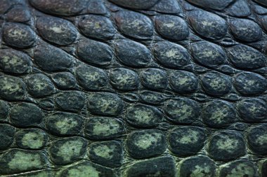 Gharial cilt dokusunu 