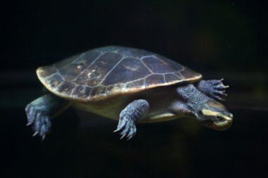 Jardine nehir kaplumbağa