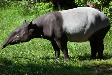 Malaya tapiri (tapirus indicus)