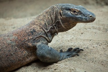 Komodo ejderhası (Varanus komodoensis)