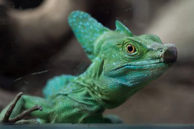Basilisk yeşil tüylü