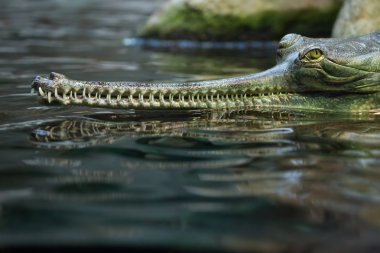 gharial (gavialis gangeticus)