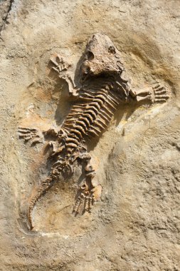Seymouria (Seymouria baylorensis)