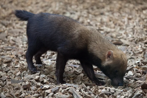 Bush köpek (speothos venaticus) — Stok fotoğraf