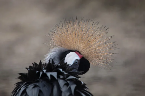 Gru coronata grigia — Foto Stock