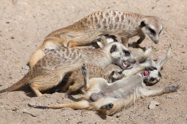 Stokstaartjes (suricata suricatta) — Stockfoto