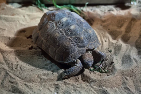 Texas schildkröte (gopherus berlandieri)) — Stockfoto
