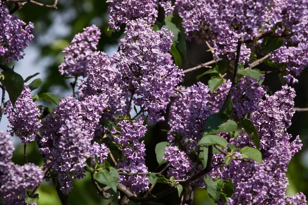 Lila çiçek açması bush — Stok fotoğraf