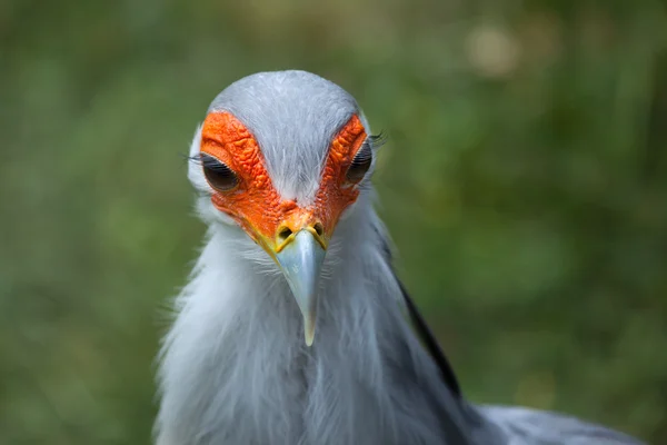 Färgglada sekreterare fågel — Stockfoto