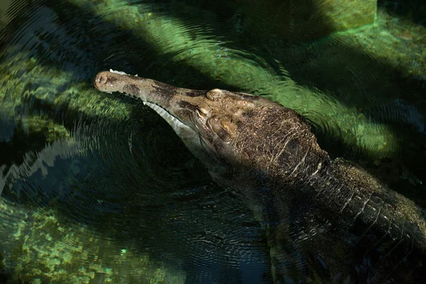 Úzkohlavý (gaviálů sundských) — Stock fotografie