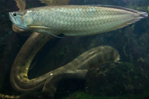 Plata arowana y anaconda verde — Foto de Stock