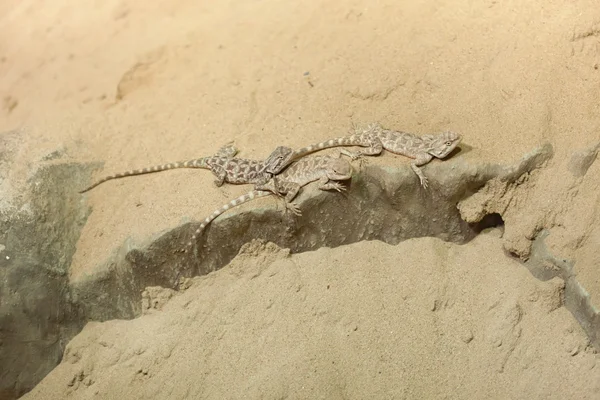 Bozkır agama sürüngenler — Stok fotoğraf