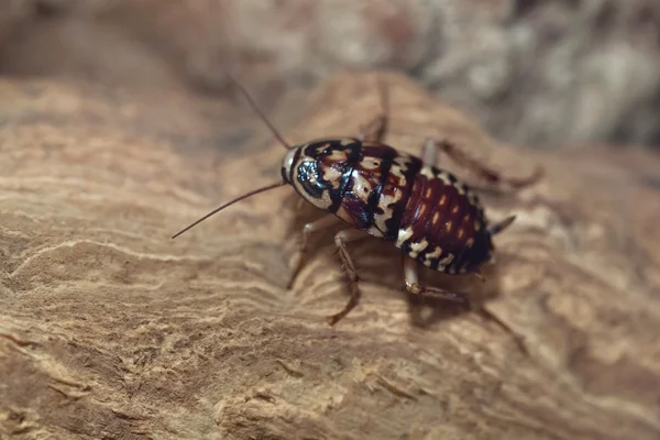 Harlequin kakkerlak (Neostylopyga rhombifolia) — Stockfoto
