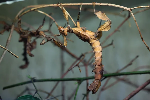 Гігантська колюча паличка комахи — стокове фото