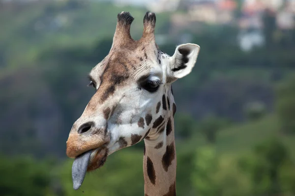 Funny Rothschild's giraffe — Stock Photo, Image