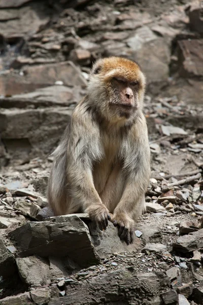 Μακάκοι μπαρμπέρηδες (Macaca sylvanus)) — Φωτογραφία Αρχείου