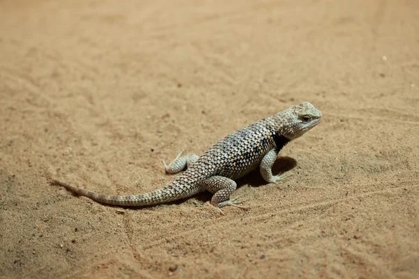 Desert spiny lizard — Stock Photo, Image