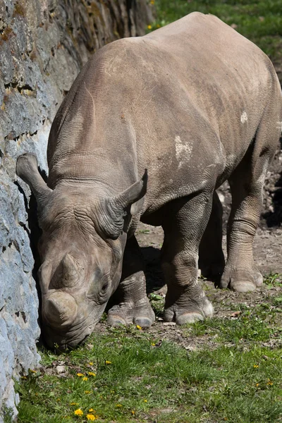 Чорні носороги (diceros bicornis) — стокове фото