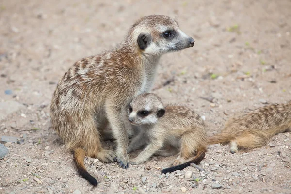 猫鼬 (suricata suricatta) — 图库照片