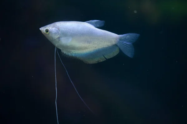 Місячне світло гурамі ( Thrichopodus microlepis ) — стокове фото