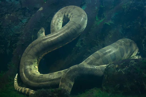 Anaconda verde (Eunectes murinus ) — Fotografia de Stock