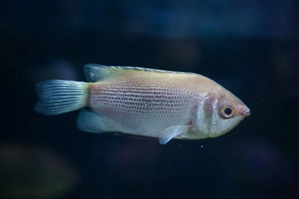 키스 gourami 물고기 — 스톡 사진