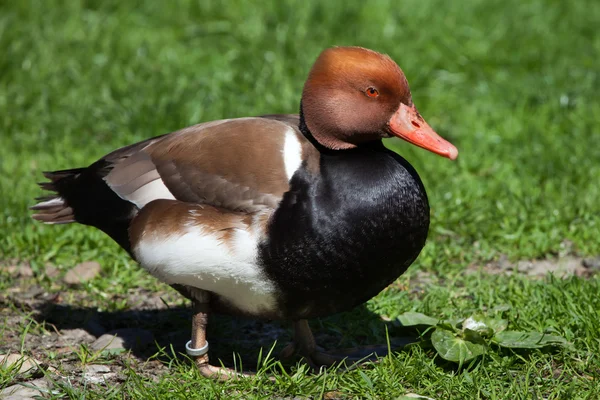 Red-crested pochard duck — Stock Photo, Image