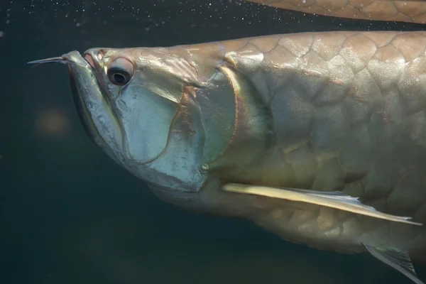 Silver arowana fish — Stock Photo, Image