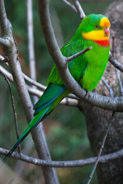 Colorful Superb parrot — Stock Photo, Image