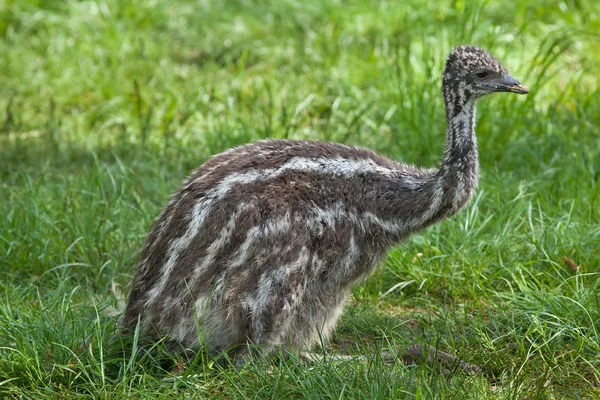 Emu (Dromaius novaehollandiae) ) — стоковое фото