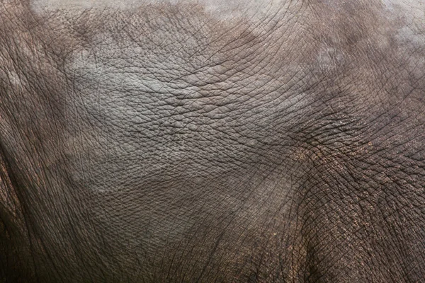 Textura da pele de elefante indiano — Fotografia de Stock