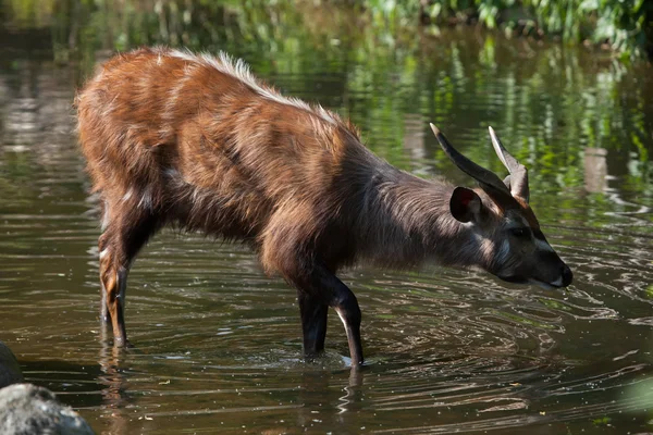 Floresta sitatunga (Tragelaphus spekii gratus ) — Fotografia de Stock