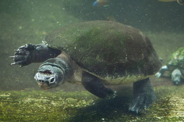 Tortuga gigante de Malasia — Foto de Stock