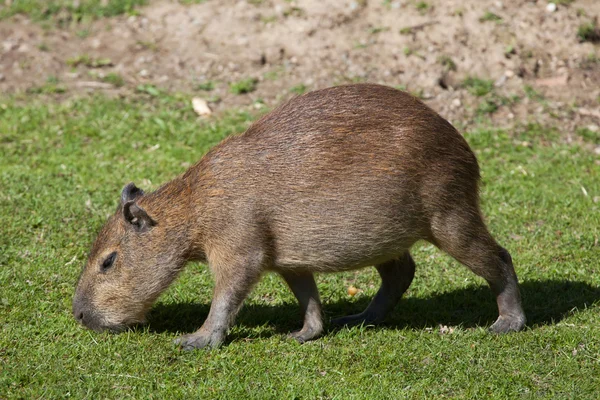 Capivara (Hydrochoerus hydrochaeris ) — Fotografia de Stock