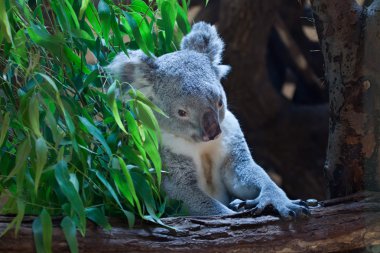 şirin Queensland koala