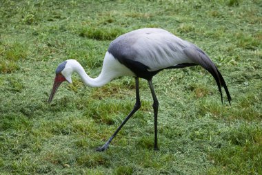 Gerdanlı turna (Bugeranus carunculatus)  