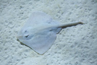 Thornback ray (Raja clavata)