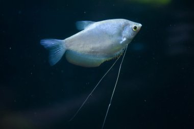 Ay ışığı gurami (Trichopodus microlepis)