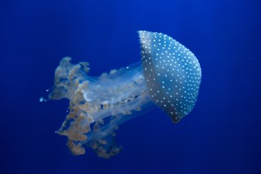 denizanası Phyllorhiza punctata