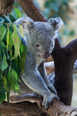 şirin Queensland koala