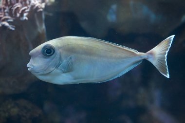 Bluespine kısa burunlu unicornfish