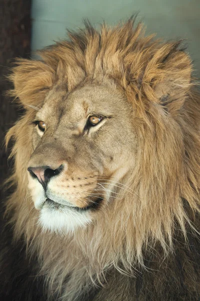 Beau lion mâle — Photo
